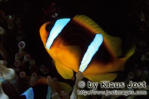 Rotmeer-Anemonenfisch/Red Sea anemonefish/Amphiprion bicinctus        Rotmeer-Anemonenfisch im Schutz d