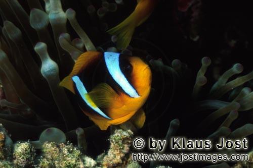 Rotmeer-Anemonenfisch/Red Sea anemonefish/Amphiprion bicinctus        Rotmeer-Anemonenfisch        Die Anem