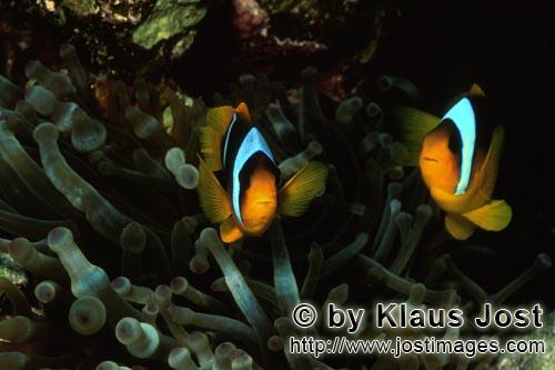 Rotmeer-Anemonenfisch/Red Sea anemonefish/Amphiprion bicinctus        Zwei Rotmeer-Anemonenfische        Di