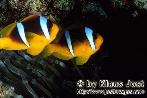 Rotmeer-Anemonenfisch/Red Sea anemonefish/Amphiprion bicinctus        Rotmeer-Anemonenfische mit Anemon