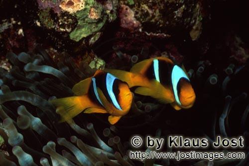 Rotmeer-Anemonenfisch/Red Sea anemonefish/Amphiprion bicinctus        Red Sea anemonefish        Die Anemon