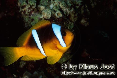 Rotmeer-Anemonenfisch/Red Sea anemonefish/Amphiprion bicinctus        Rotmeer-Anemonenfisch in unmittel
