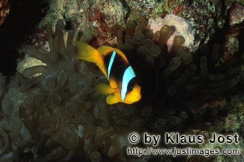 Rotmeer-Anemonenfisch/Red Sea anemonefish/Amphiprion bicinctus        Rotmeer-Anemonenfisch zwischen de