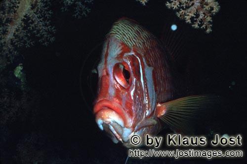 Riesen-Husar/Giant squirrelfish/Sargocentron spiniferum         Ein Riesen-Husar kommt aus einer Korall