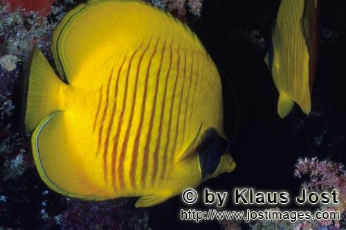 Masken-Falterfisch/Masked butterflyfish/Chaetodon semilaryatus        Masked butterflyfish