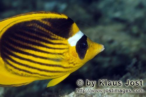 Tabak-Falterfisch/Raccon butterflyfish/Chaetodon fasciatus        Tabak-Falterfisch        Der Tabak-Falter