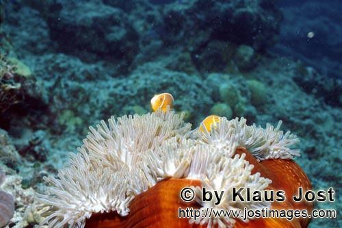 Halsband-Anemonenfisch/Pink anemonefish/Amphiprion perideraion        Pink anemonefish with anemone        