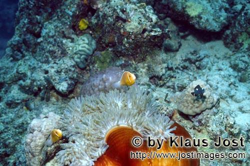 Halsband-Anemonenfisch/Pink anemonefish/Amphiprion perideraion        Pink anemonefish with anemone        