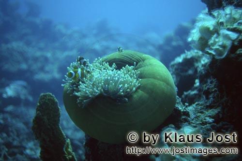 Westlicher Clownfisch mit Anemone/Clownfish with anemone/Amphiprion ocellaris        Westlicher Clownfi