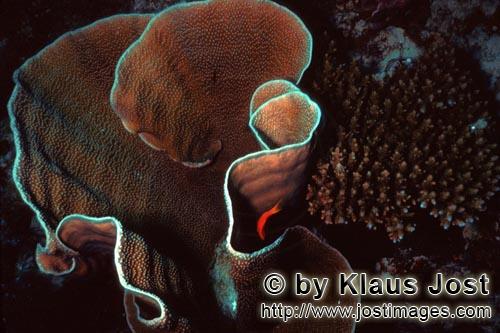 Steinkoralle/Stony coral        Stony coral 