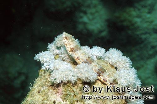 Eidechsenfisch/Lizardfish/Synodus variegatus        Lizardfish (Synodus variegatus)        A motionless 