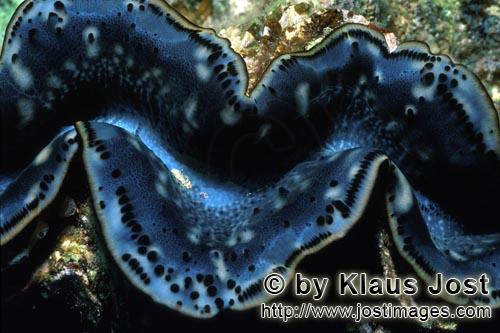 Moerdermuschel/Giant clam/Tridacna        Giant clam opens        