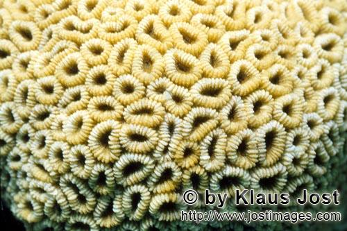 Steinkoralle/Stone coral/Favites sp.        Stony coral         
