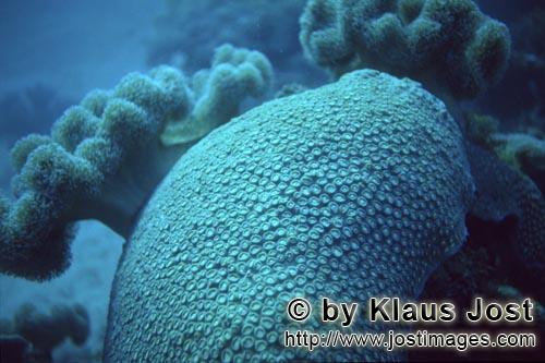 Steinkoralle/Stone coral        Stony coral        