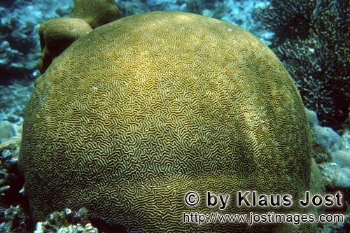 Steinkoralle/Stone coral        Stony coral        