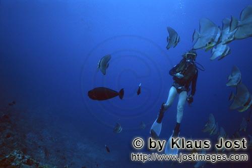     Diver in the shoal of fish