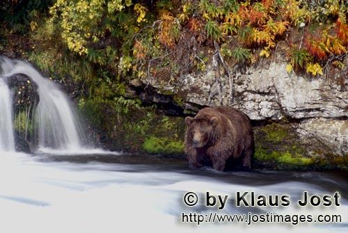 Braunbaer/Brown Bear/Ursus arctos horribilis        Brown bear in the autumn at the waterfall      