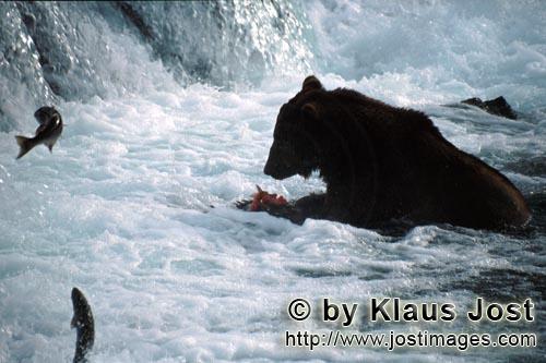 Brown Bear/Ursus arctos horribilis        Brown Bear with salmon prey        The Brown Bear h