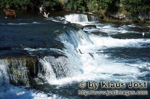 Brooks River Falls/Katmai/Alaska        Salmon Jump Up Waterfall        The nearly two-meter-high <b