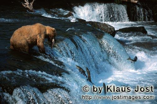 Brown Bear/Ursus arctos horribilis        Successful brown bear at the waterfall        The brown