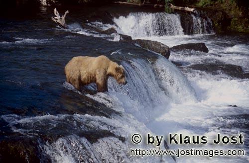 Brown Bear/Ursus arctos horribilis        Single Brown Bear at the waterfall        The waterfall is