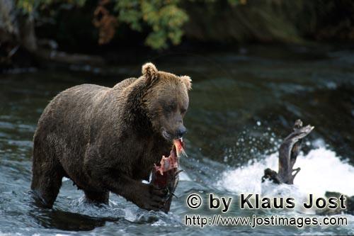 Brown Bear/Ursus arctos horribilis        Brown bear eats a salmon        