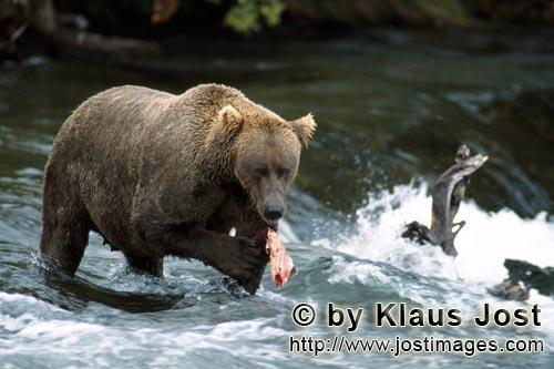 Brown Bear/Ursus arctos horribilis        Brown Bear in Action        The rown bear (Ursus arctos ho