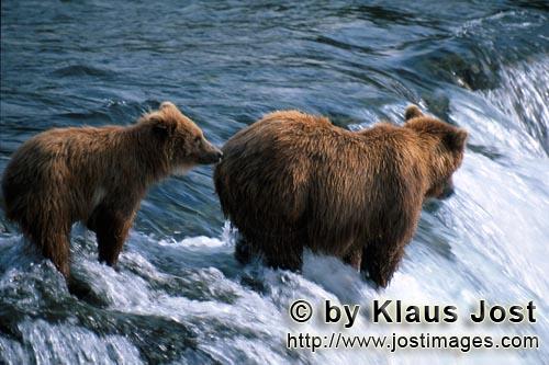 Brown Bear/Ursus arctos horribilis        Mother Brown Bear with cub at Brooks River Falls        Th