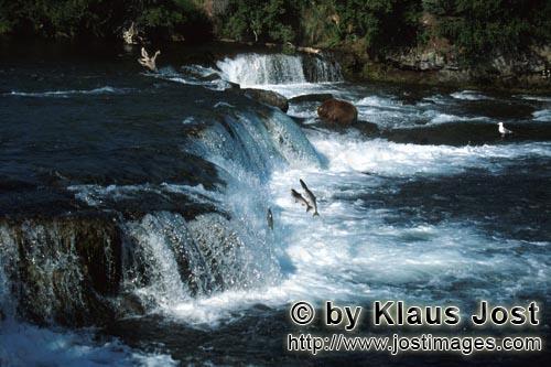 Brown Bear/Ursus arctos horribilis        Brown bear and jumping salmon at the waterfall         The