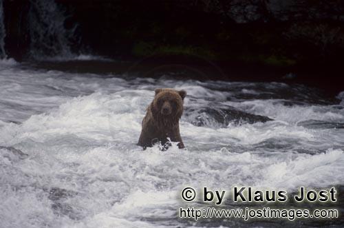 Braunbaer/Brown Bear/Ursus arctos horribilis    Braunbaer auf Lachssuche am Wasserfall  Brown Bear fis