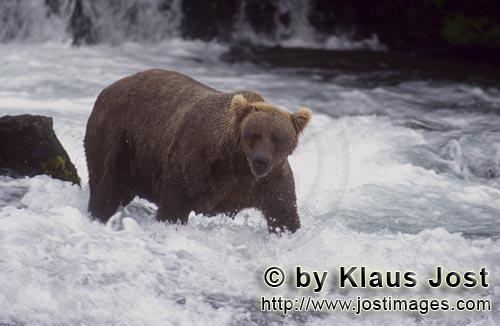 Braunbaer/Brown Bear/Ursus arctos horribilis        Brown Bear looking for salmon at the waterfall</