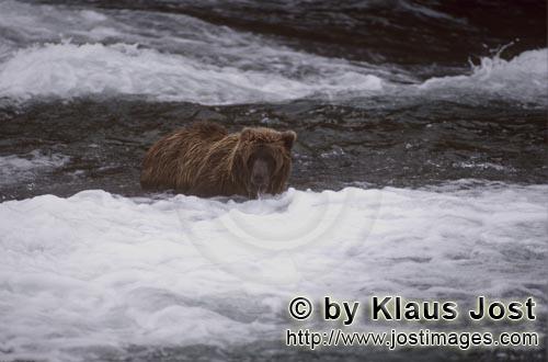 Braunbaer/Brown Bear/Ursus arctos horribilis        Brown baer below the waterfall    