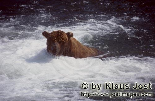 Braunbaer/Brown Bear/Ursus arctos horribilis    Braunbaer beim Lachsfischen am Wasserfall  Brown Bear 