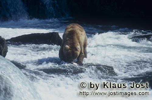 Braunbaer/Brown Bear/Ursus arctos horribilis    Braunbaer beim Lachsfischen am Wasserfall  