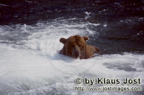 Brown Bear/Ursus arctos horribilis        Diving Brown Bear below the waterfall        The brown 