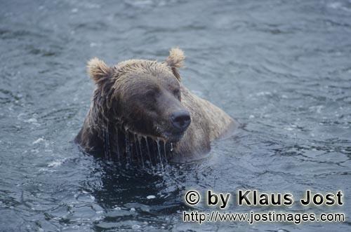 Braunbaer/Brown Bear/Ursus arctos horribilis    Braunbaer im Fluß    