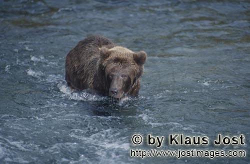 Brown Bear/Ursus arctos horribilis        Brown Bear fishing for salmon at River    