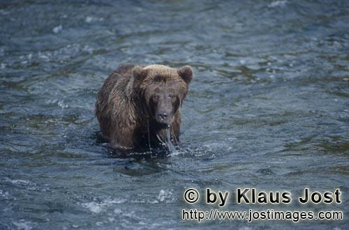 Brown Bear/Ursus arctos horribilis        Brown Bear fishing for salmon at Brooks River        