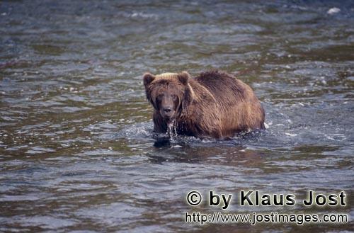 Braunbaer/Brown Bear/Ursus arctos horribilis    Braunbaer beim Lachsfischen im Brooks River  
