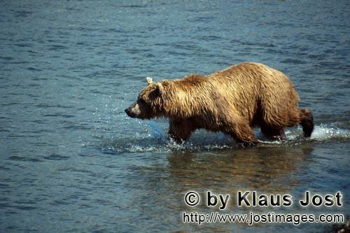 Brown Bear/Ursus arctos horribilis        Brown Bear looks salmon        The brown bear has i