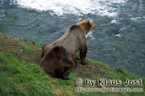Brown Bears/Ursus arctos horribilis        Brown bears watch the activities at the waterfall        