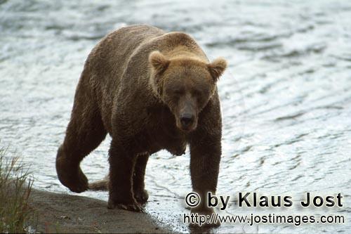 Brown Bear/Ursus arctos horribilis        Big brown bear with proper fat pads         The large b