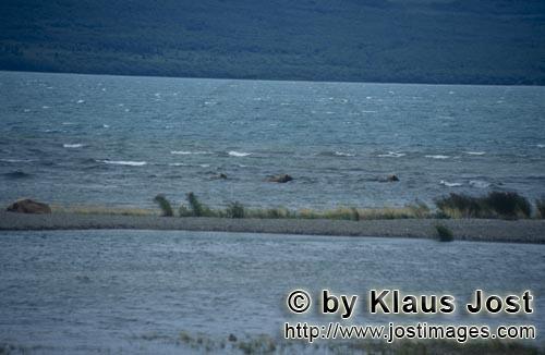 Braunbaer/Brown Bear/Ursus arctos horribilis    Braunbaeren im Naknek Lake  