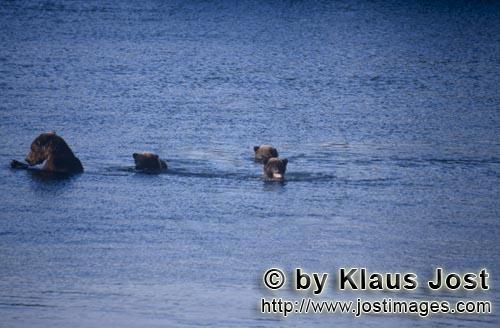 Braunbaer/Brown Bear/Ursus arctos horribilis    Braunbaerin mir drei Jungbaeren im Naknek Lake  