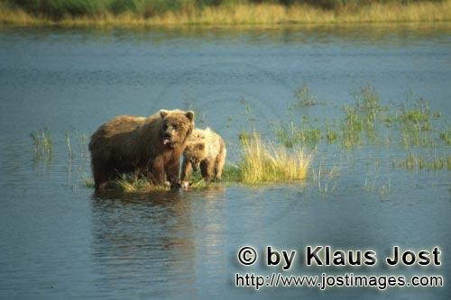 Brown Bears/Ursus arctos horribilis        Surprised brown bear        Both brown bear trying