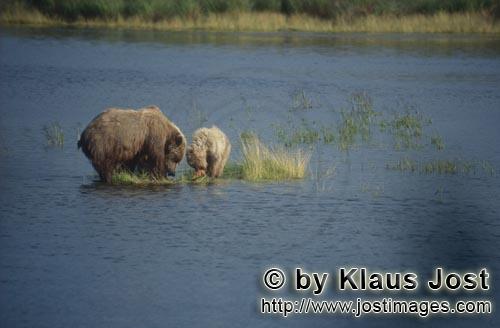 Braunbaer/Brown Bear/Ursus arctos horribilis    Braunbaerin mit Jungbaer beim Lachsfischen im Brooks 