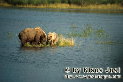 Brown Bears/Ursus arctos horribilis        Successful salmon hunting        Mother brown bear