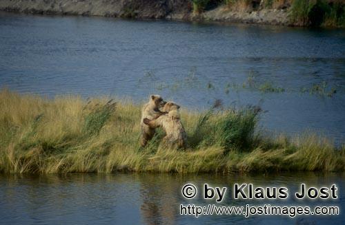 Braunbaer/Brown Bear/Ursus arctos horribilis    Spielende junge Braunbaeren am Brooks River  