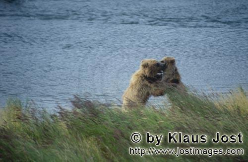 Braunbaer/Brown Bear/Ursus arctos horribilis    Spielende junge Braunbaeren am Brooks River      