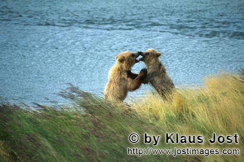 Braunbaeren/Brown Bears/Ursus arctos horribilis        Young Brown Bears        